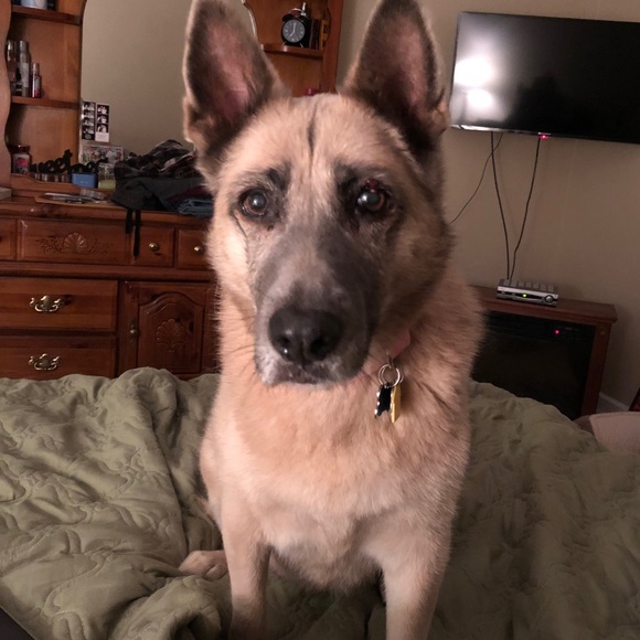 Meet your Posher, Jules - Picture 5 of 5